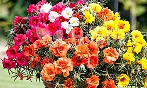 清肺十八味丸正品价格网-分享清肺18味丸药品使用说明书，清肺十八味丸正品价格是多少知识库