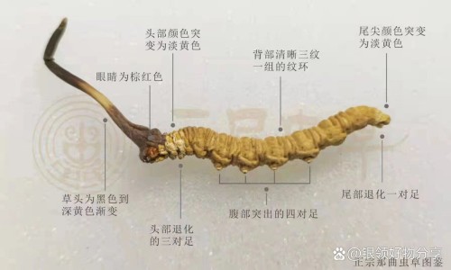 清肺十八味丸用法用量-清肺十八味丸正品价格网-分享清肺18味丸药品使用说明书，清肺十八味丸正品价格是多少知识库